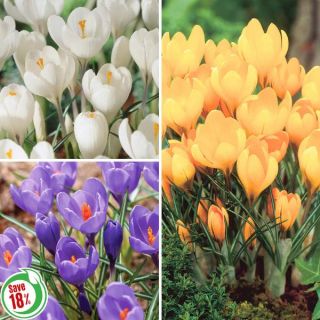 Giant Crocus Collection Thumbnail